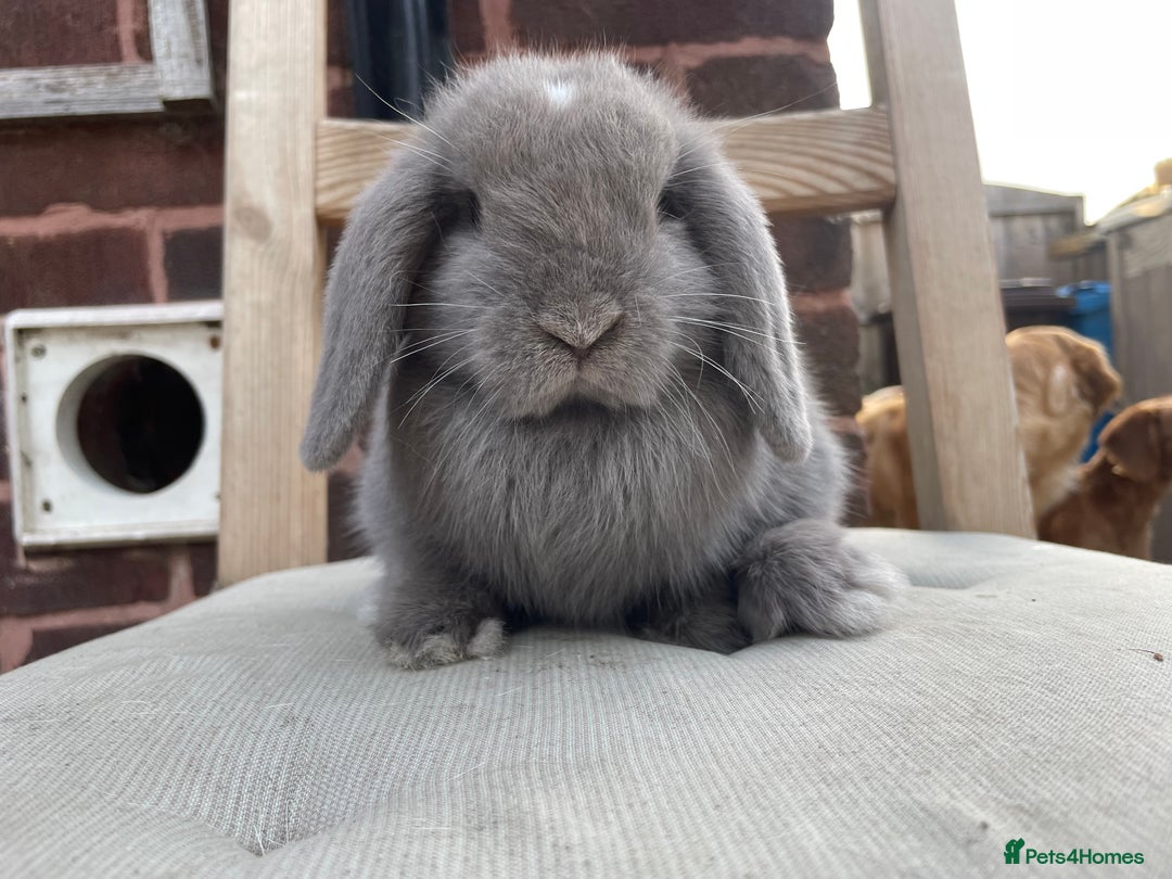 Mini Lop rabbits for sale: Beautiful blue eyed mini lops ready to leave now  - Image 5