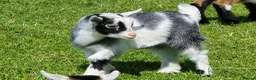 Goats livestock for sale: Disbudded Pygmy goats  - Advert 2