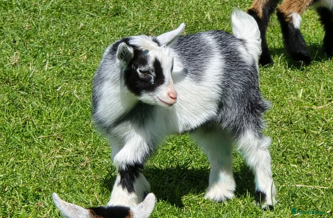 Goats livestock for sale: Disbudded Pygmy goats  - Advert 2
