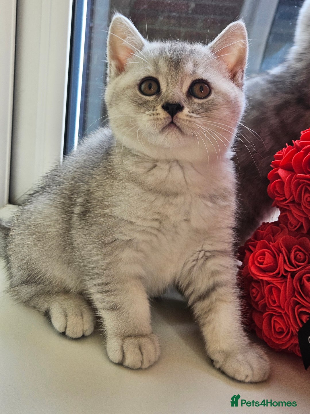 British Shorthair cats for sale: British shothair kittens  - Image 4