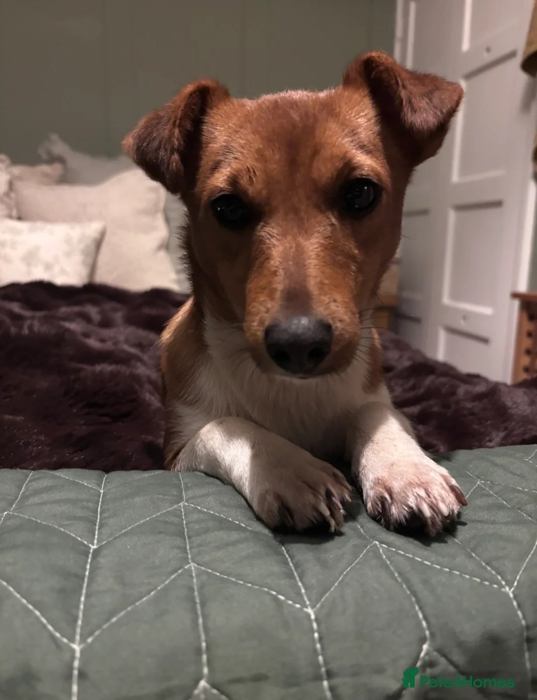 Jack Russell dogs for sale: Ginny girl - 19 month jack Russell  in Kirkby Stephen - Advert 2