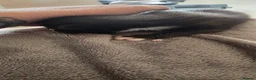 Mixed Breed cats for sale: 3 beautiful female kittens  - Advert 3