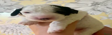 Cockapoo Puppy 1