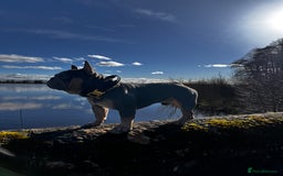 French Bulldog dogs for stud: French bulldog male for stud - Image 7