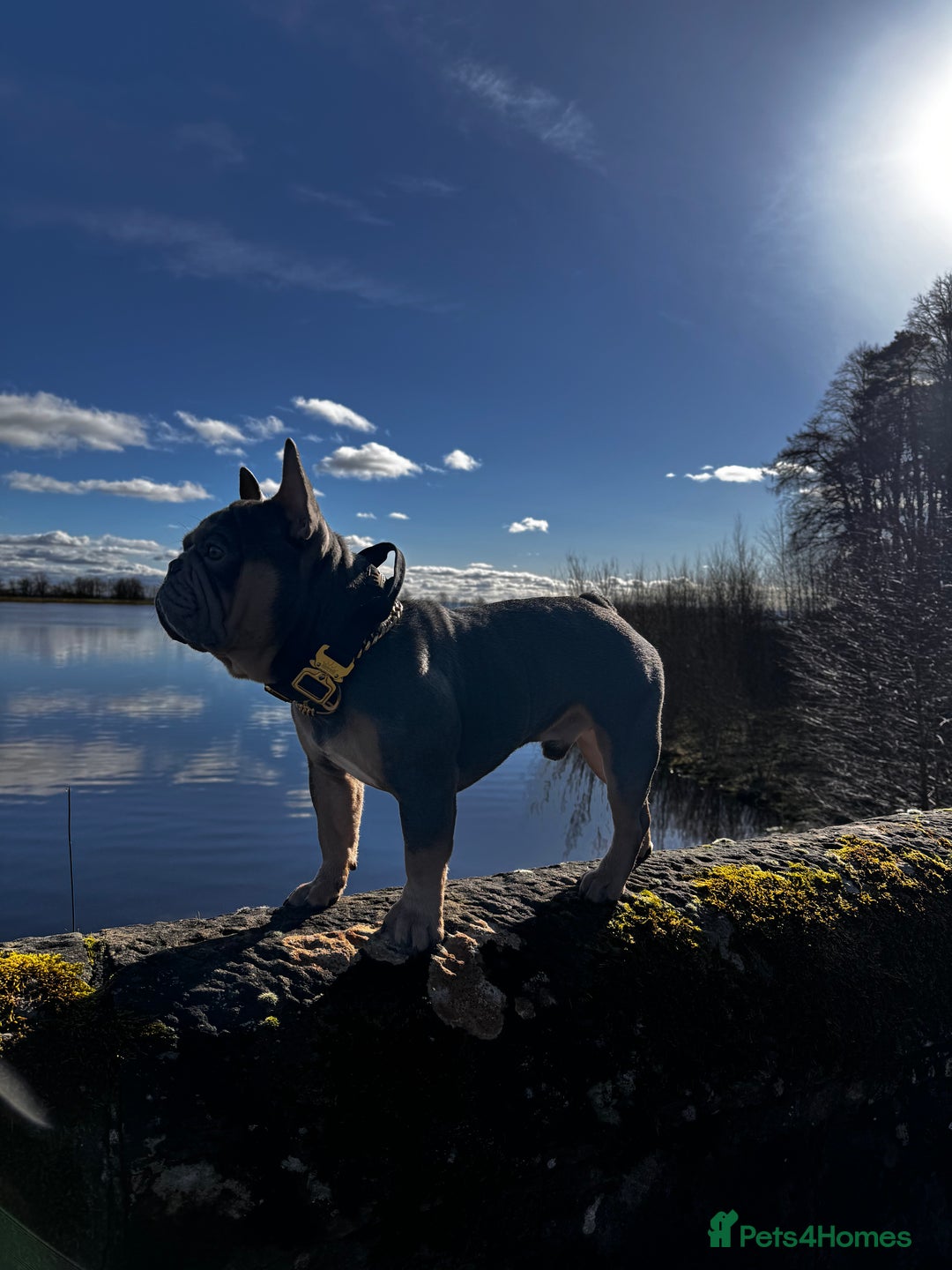 French Bulldog dogs for stud: French bulldog male for stud - Image 7
