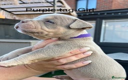 American Bully dogs for sale: Stunning pocket bully litter fully registered  - Image 9