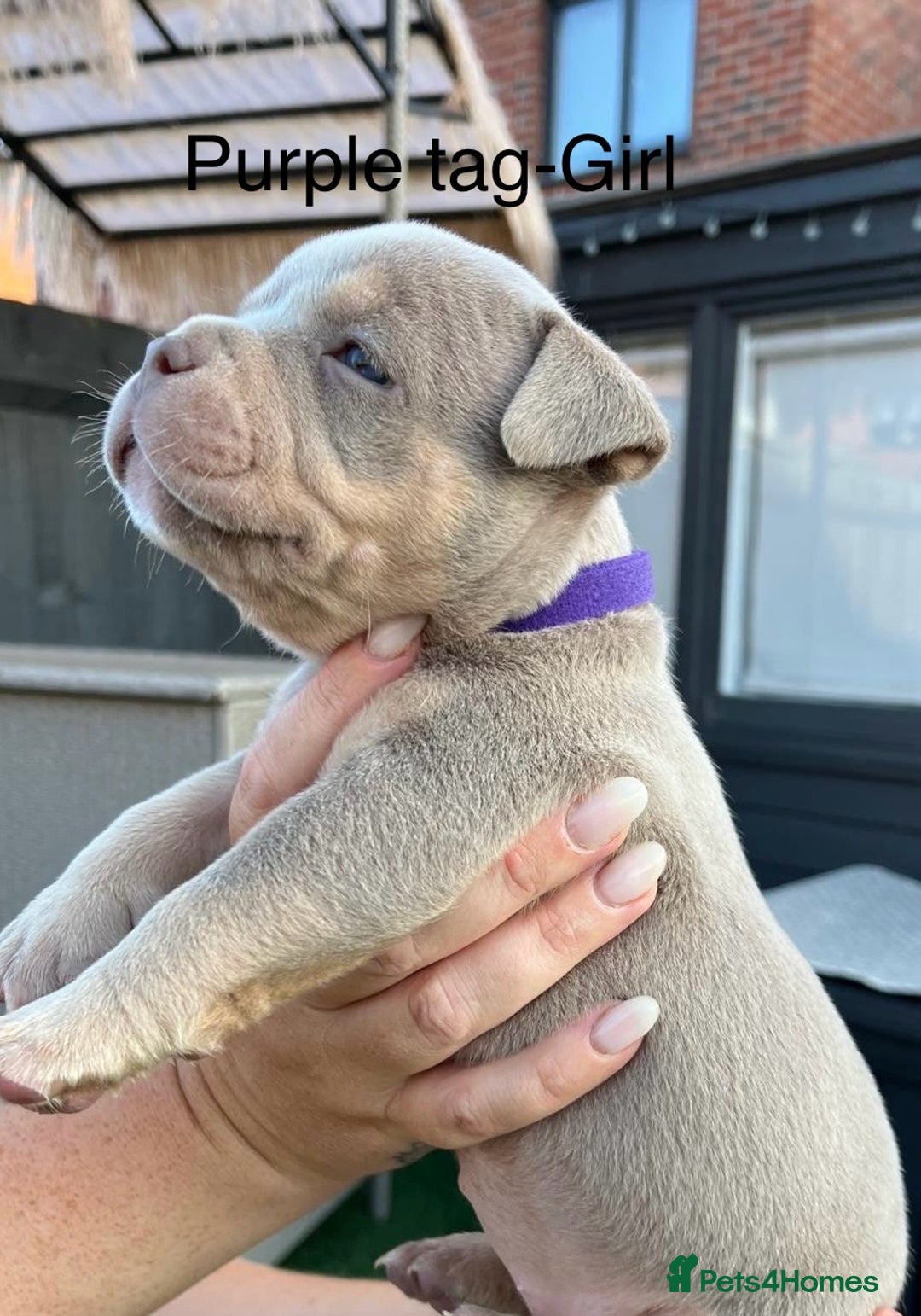 American Bully dogs for sale: Stunning pocket bully litter fully registered  - Image 9