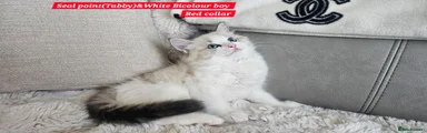Ragdoll Kitten 1