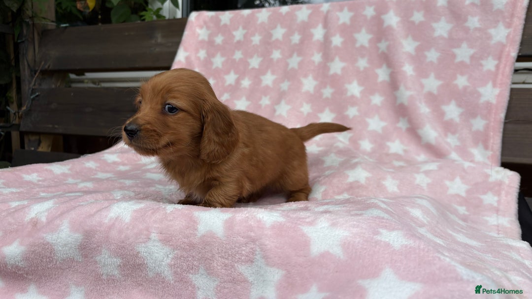 Miniature Dachshund dogs for sale: ♥️FEMALE LONG COAT DACSHOUNDS♥️ - Image 6