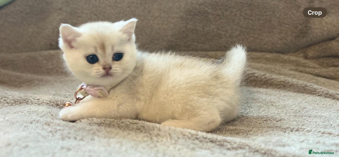 Scottish Fold cats for sale: Beautiful Scottish Straight Kittens - Advert 8