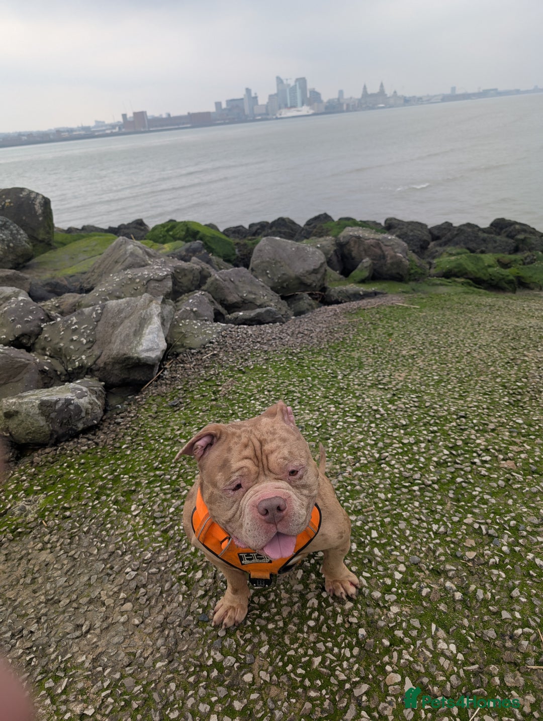 American Bully dogs for stud: Bruce  - Image 13