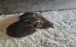 British Shorthair cats for sale: Adorable British Shorthair x Tabby Kittens - Image 11