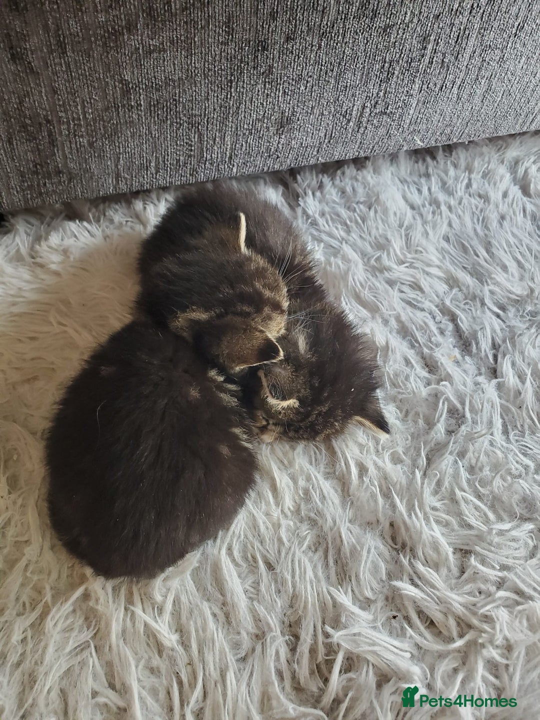 British Shorthair cats for sale: Adorable British Shorthair x Tabby Kittens - Image 11