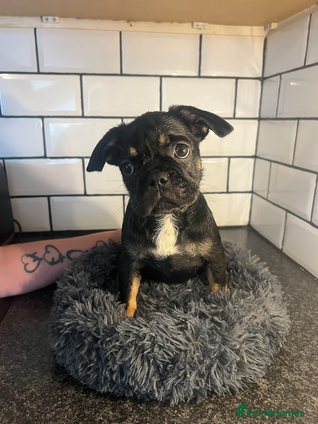 French Bulldog dogs for sale: French bulldog puppies  - Advert 13