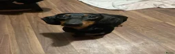Dachshund dogs for sale: 1 year old Dachshund - Advert 2
