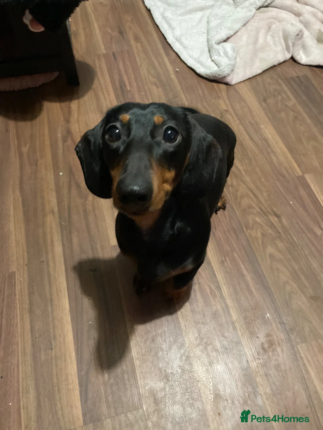 Dachshund dogs for sale: 1 year old Dachshund - Advert 2