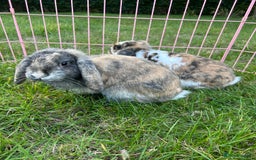 Mini Lop rabbits for sale: 3 handsome young boy rabbits - Image 2