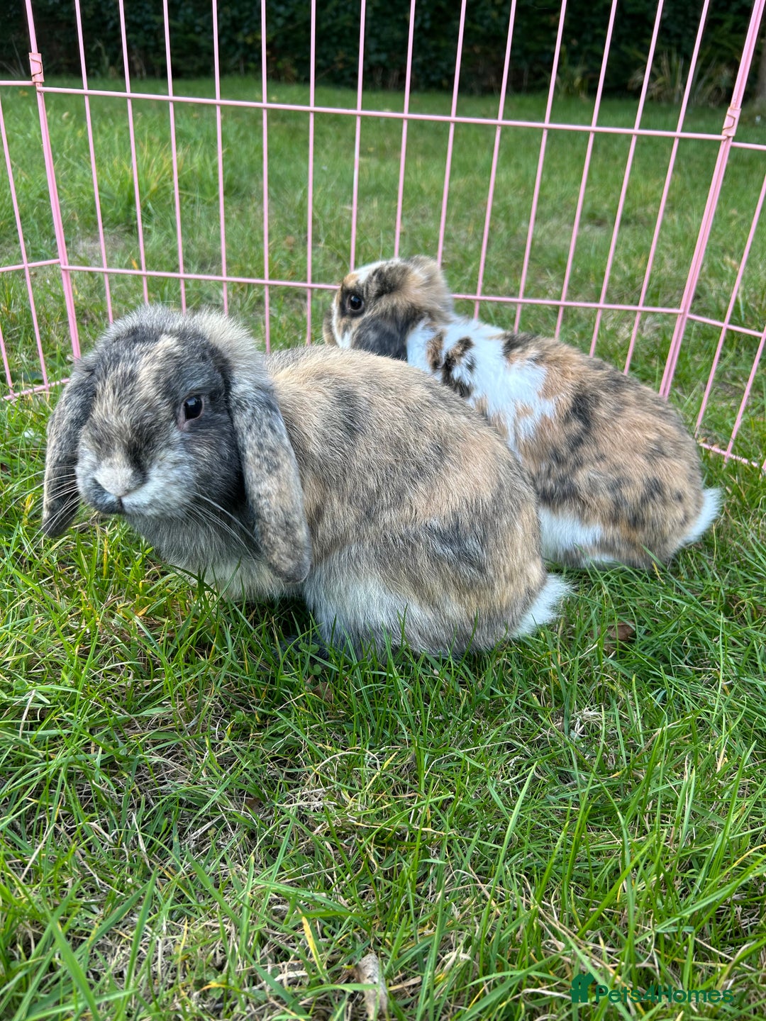 Mini Lop rabbits for sale: 3 handsome young boy rabbits - Image 2