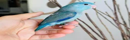 Parrots birds for sale: Gorgeous Parrots with Amazing Personalities in Norwich - Advert 3