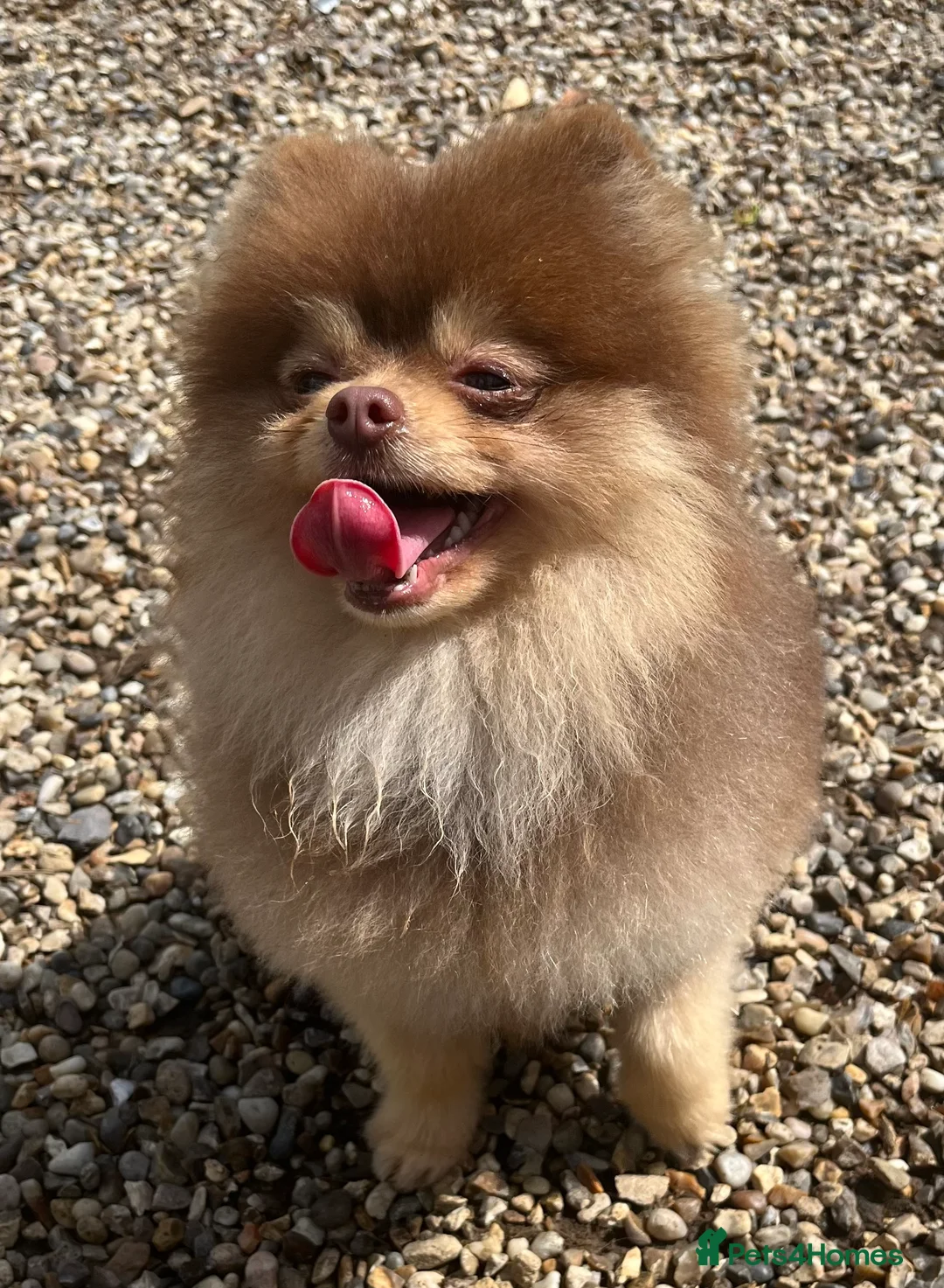 Pomeranian dogs for stud: STUD - TINY Russian & Taiwanese CHIAO LI YA  in Romford - Advert 6