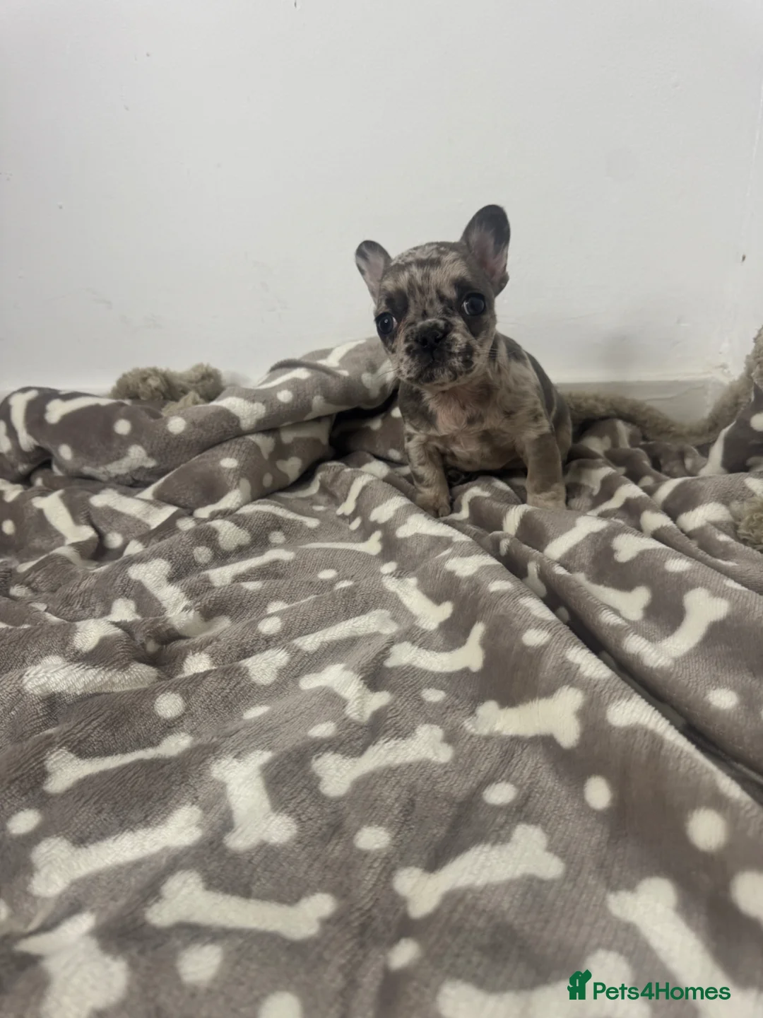 French Bulldog dogs for sale: Fluffy and Pink in London - Advert 14