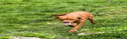 Labrador Retriever dogs for sale: Fox red Labrador is looking for new home  in Saint Austell - Advert 5