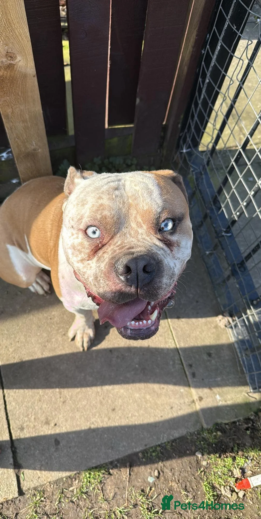 Mixed Breed dogs for sale: Pablo  in Newcastle upon Tyne - Advert 2