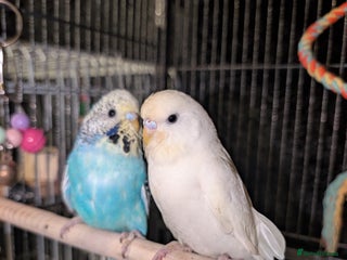 Budgerigars birds Budgies - Advert 3