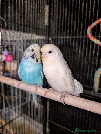 Budgerigars birds Budgies - Advert 1