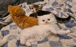 Persian cats for sale: Beautiful Persian X BSH Kittens  - Image 7