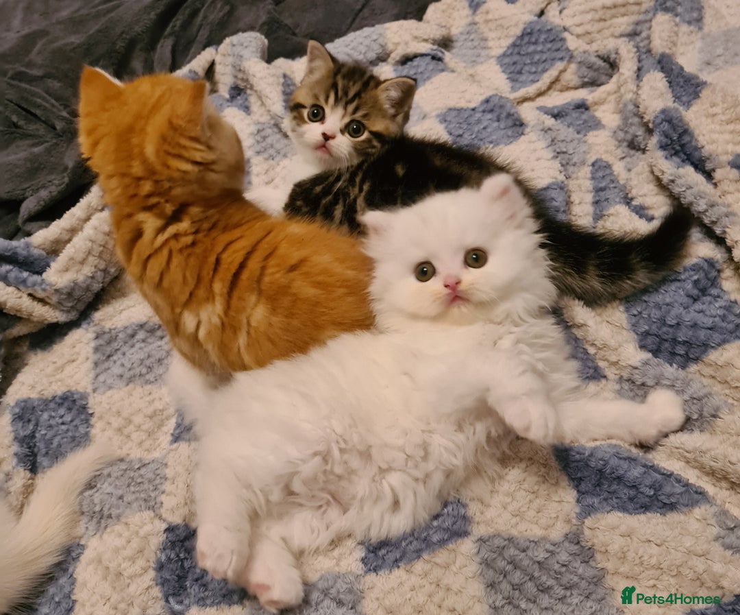 Persian cats for sale: Beautiful Persian X BSH Kittens  - Image 7