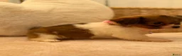 Shih Tzu dogs for sale: Shih tzu  - Advert 16