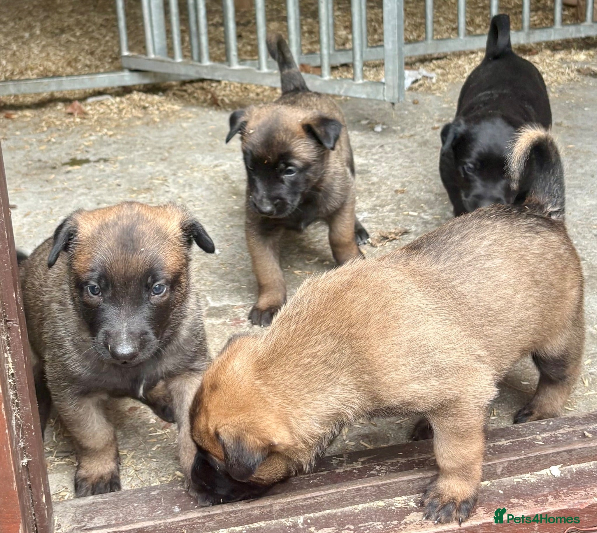Belgian Shepherd Dog dogs Belgian Malinois puppies - Advert 2