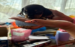 Dachshund dogs for sale: Our 7 Adorable Dachshund Puppies Ready for Homes - Image 12