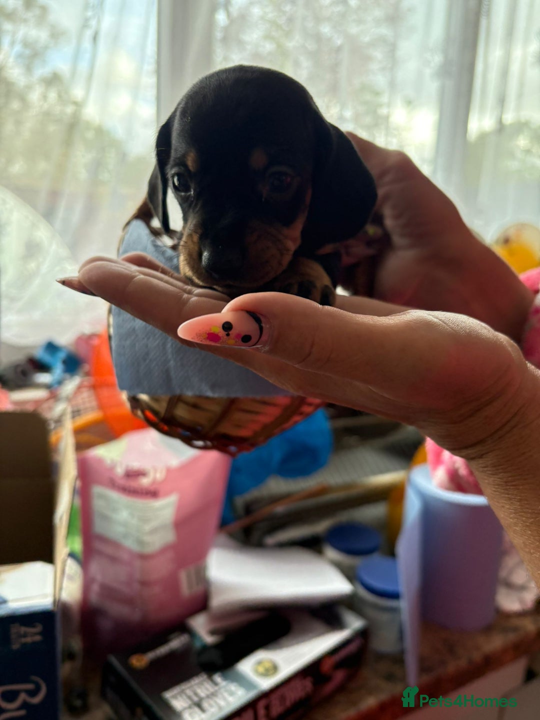 Dachshund dogs for sale: Our 7 Adorable Dachshund Puppies Ready for Homes - Image 12