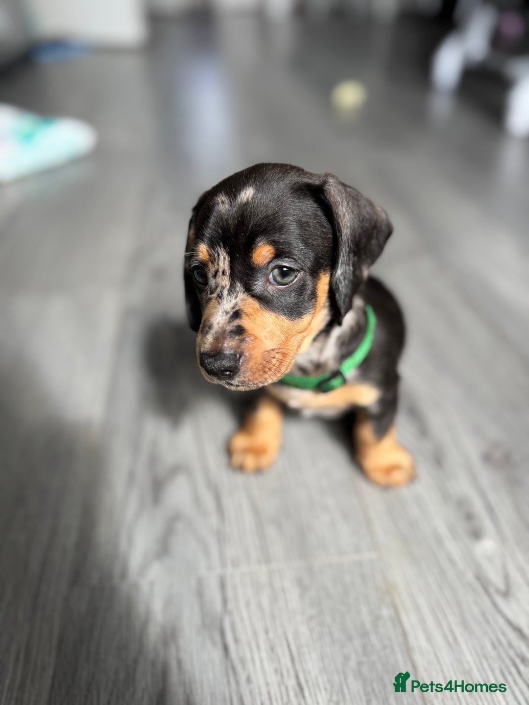 Dachshund dogs for sale: Dachshund pups 3 boys left  in Bootle - Image 28