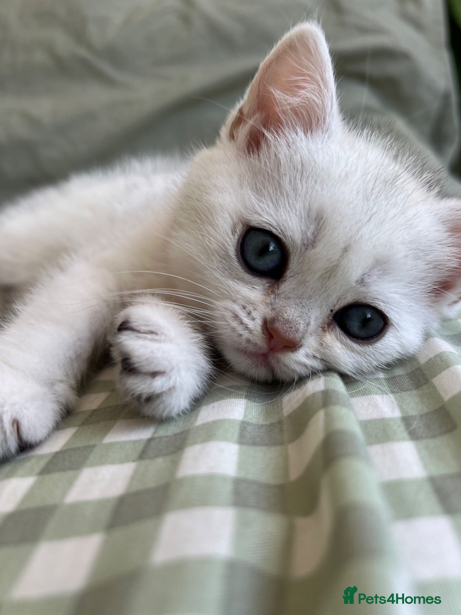 British Shorthair cats Silver Shaded British Shorthair boys  - Advert 1