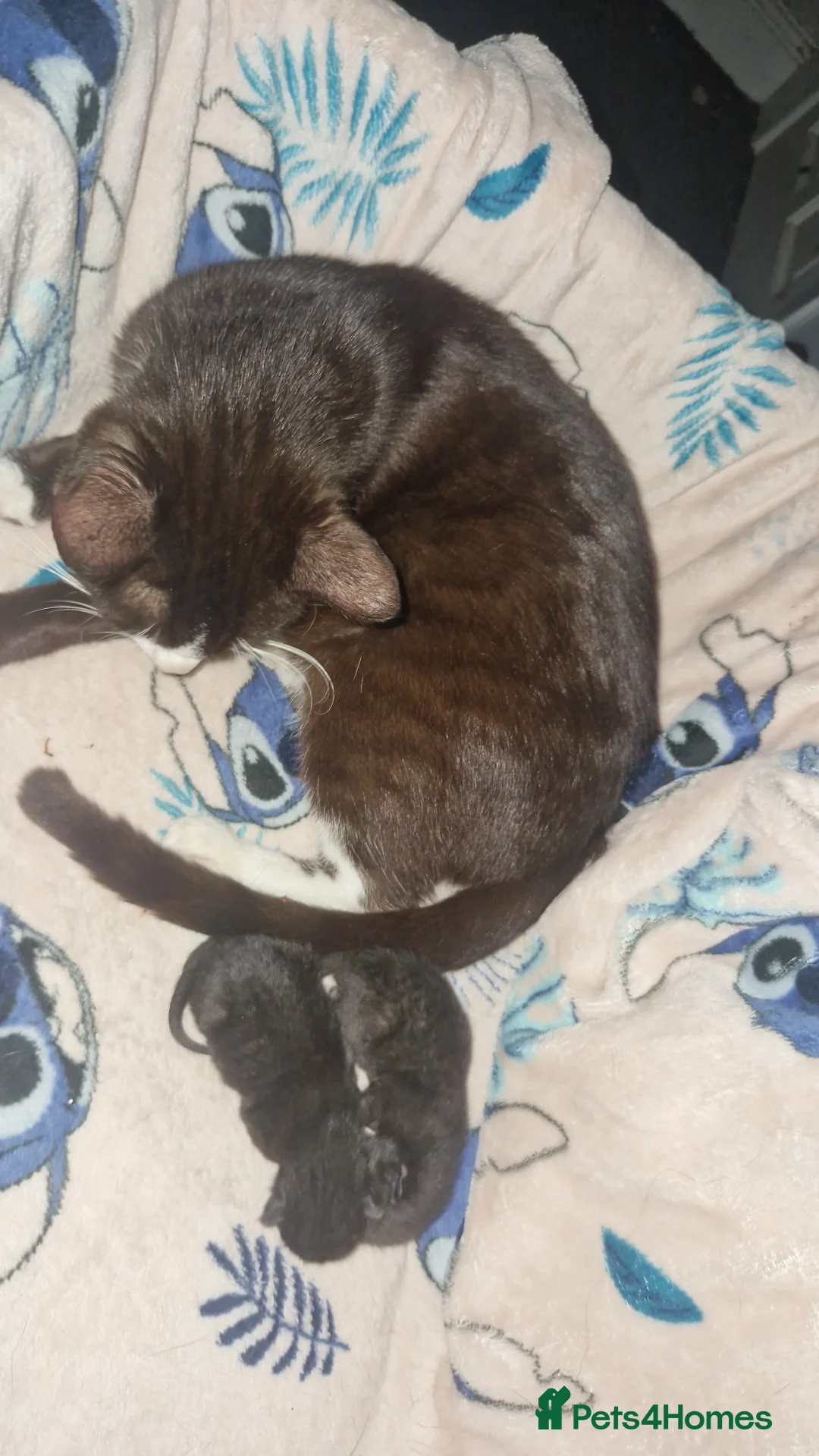 Mixed Breed cats for sale: Kittens in Hull - Advert 1