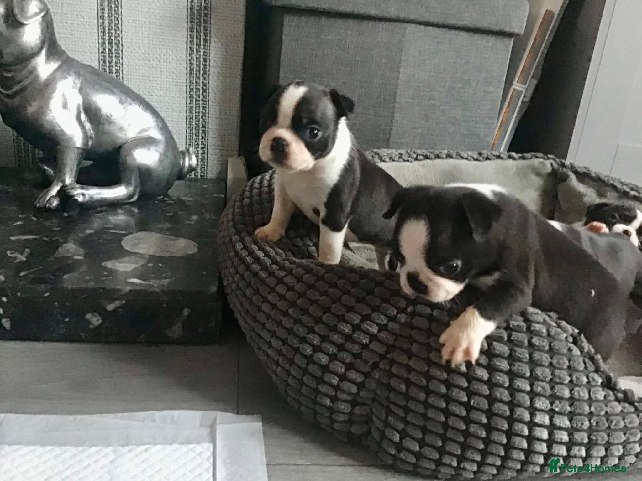 Boston Terrier dogs 5 BEAUTIFUL BOSTON TERRIER PUPPIES  - Advert 3