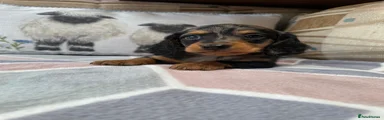 Miniature Dachshund Puppy 2