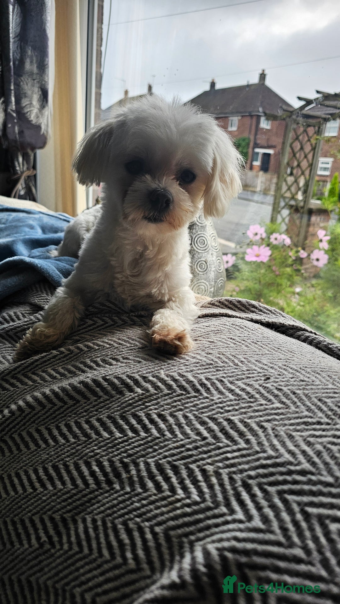 Maltese dogs for sale: Pinalapi girl - Image 1