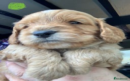 Cockapoo dogs for sale: Cockapoo puppies - Image 19