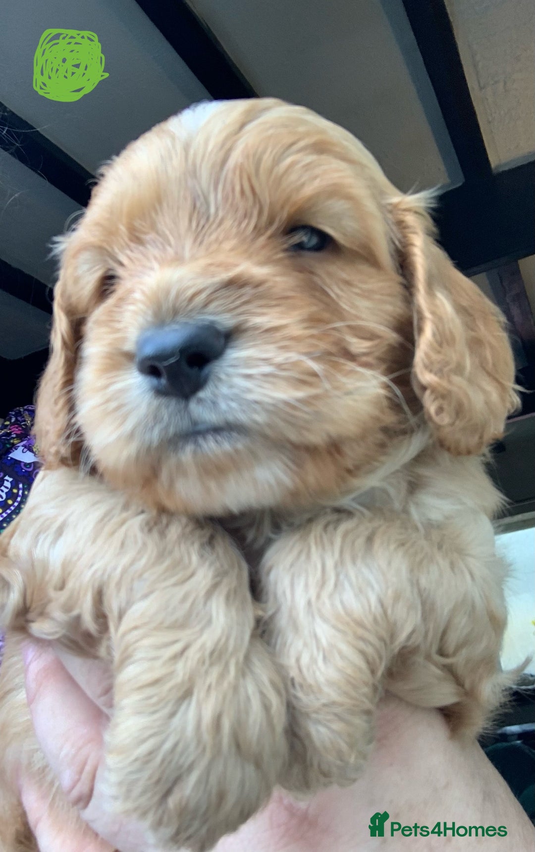 Cockapoo dogs for sale: Cockapoo puppies - Image 19
