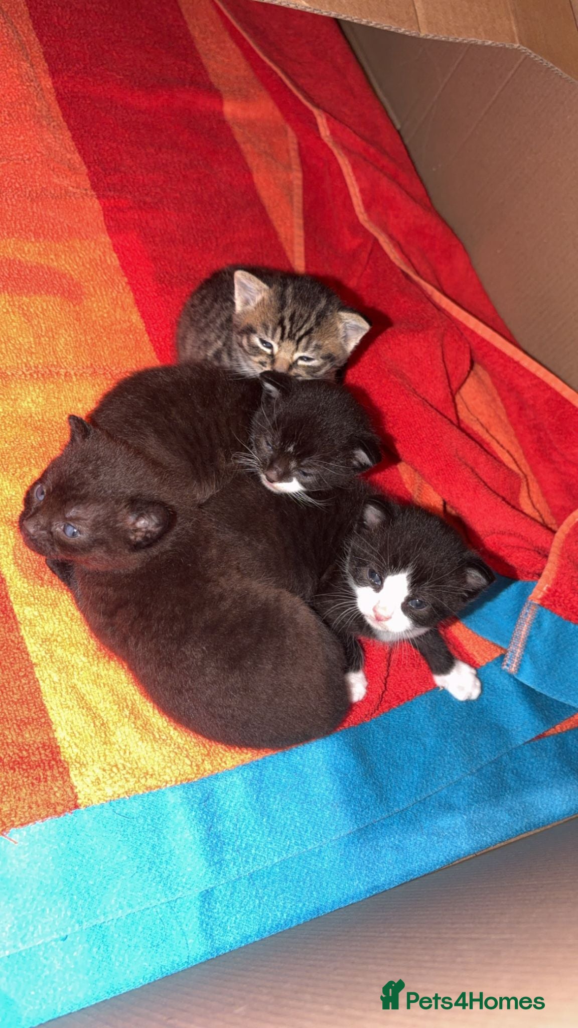 British Shorthair cats 4 Gorgeous Kittens for Sale - Advert 1