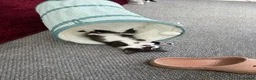 Mixed Breed cats for sale: A little boy for Rehoming  in Doncaster - Advert 6
