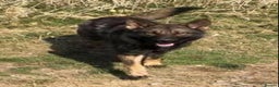German Shepherd dogs for sale: German shepherd puppies  - Advert 8