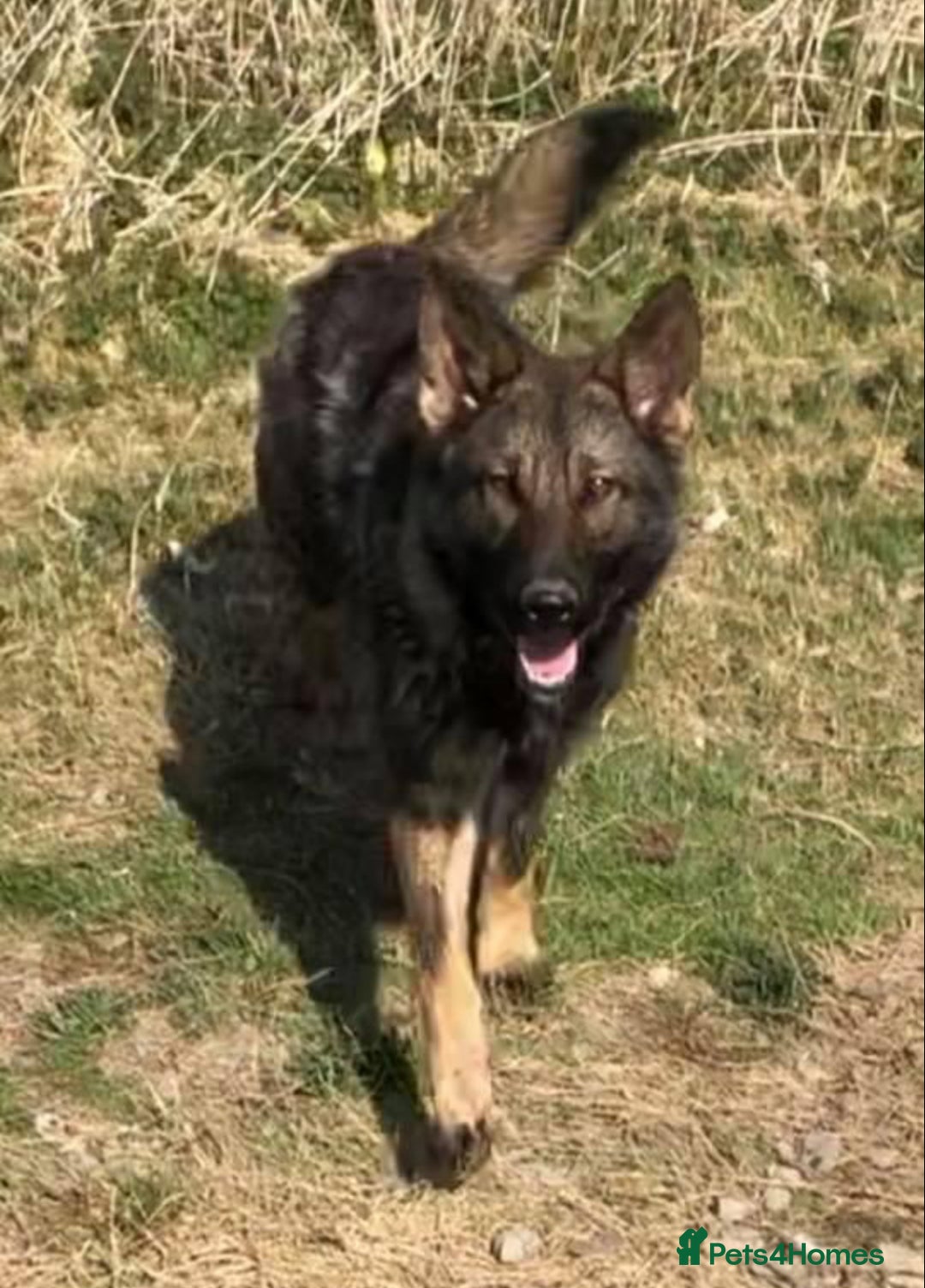 German Shepherd dogs for sale: German shepherd puppies  - Advert 8