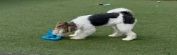 Fox Terrier dogs for sale: One female fox terrier  - Advert 4