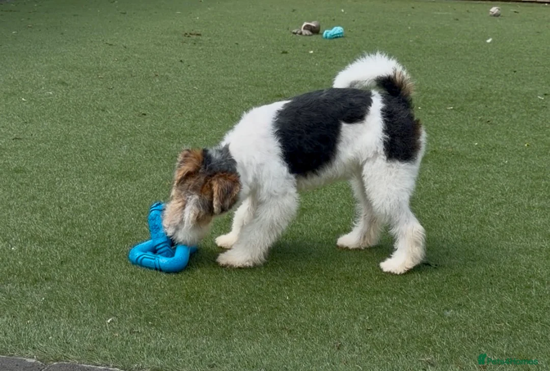 Fox Terrier dogs for sale: One female fox terrier  - Advert 4