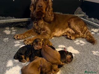Cocker Spaniel dogs KC Reg Show Cocker Spaniel Puppies - Advert 15